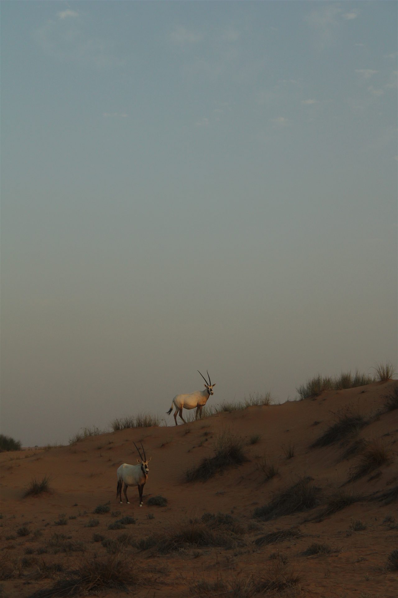 Arabian oryx standing on desert dunes