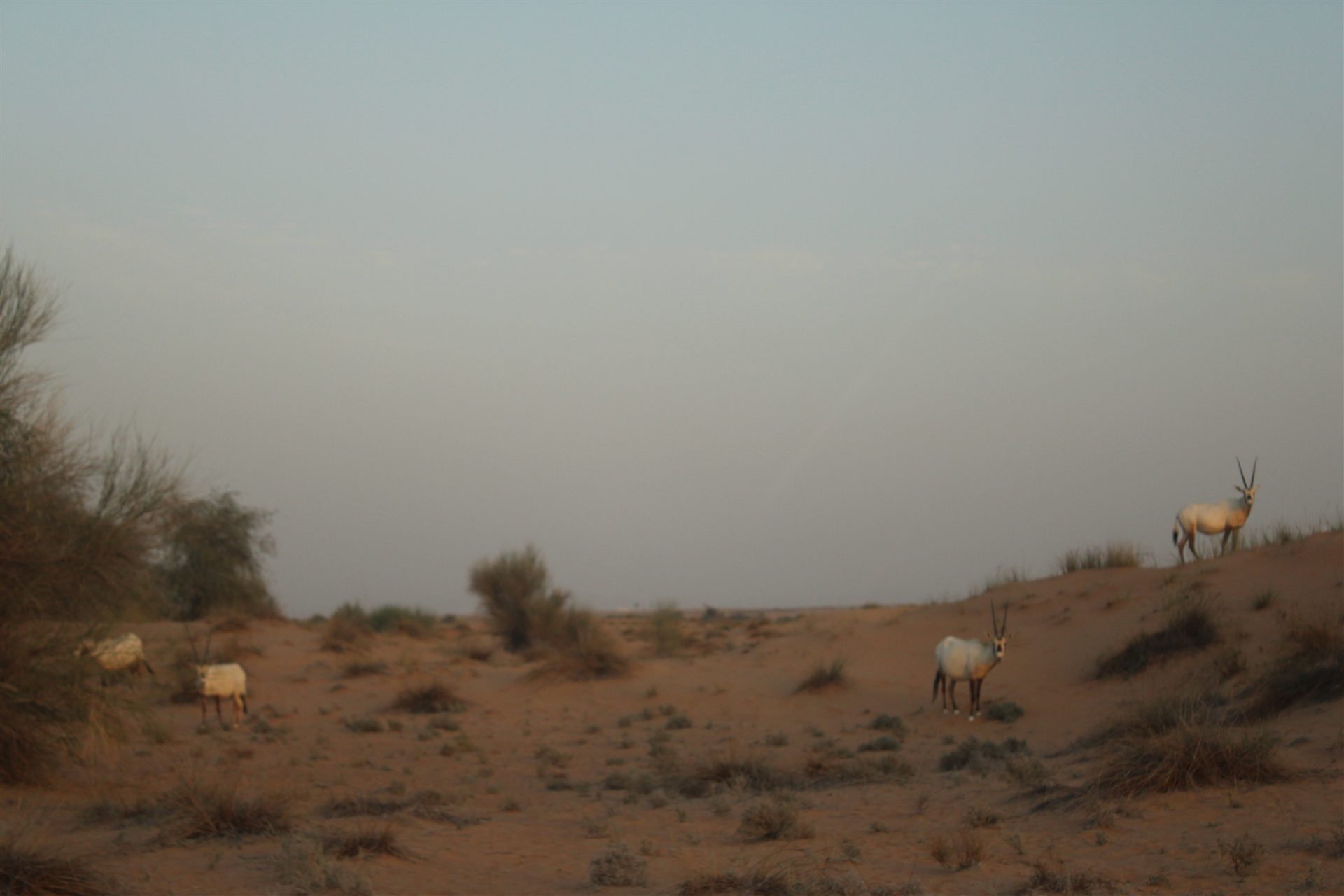 Arabian oryx spread across a desert landscape