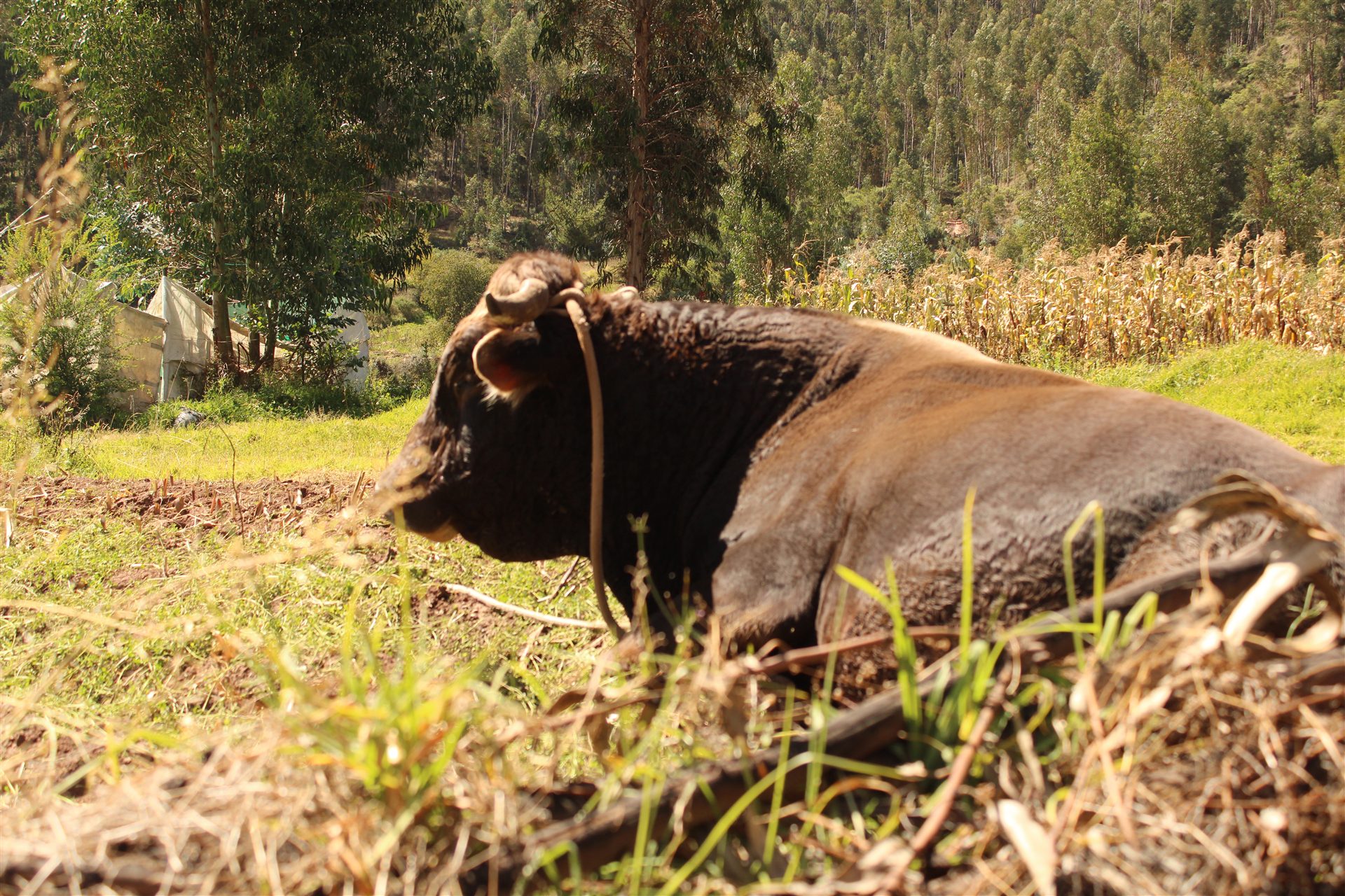 Black bull resting beside a cornfield