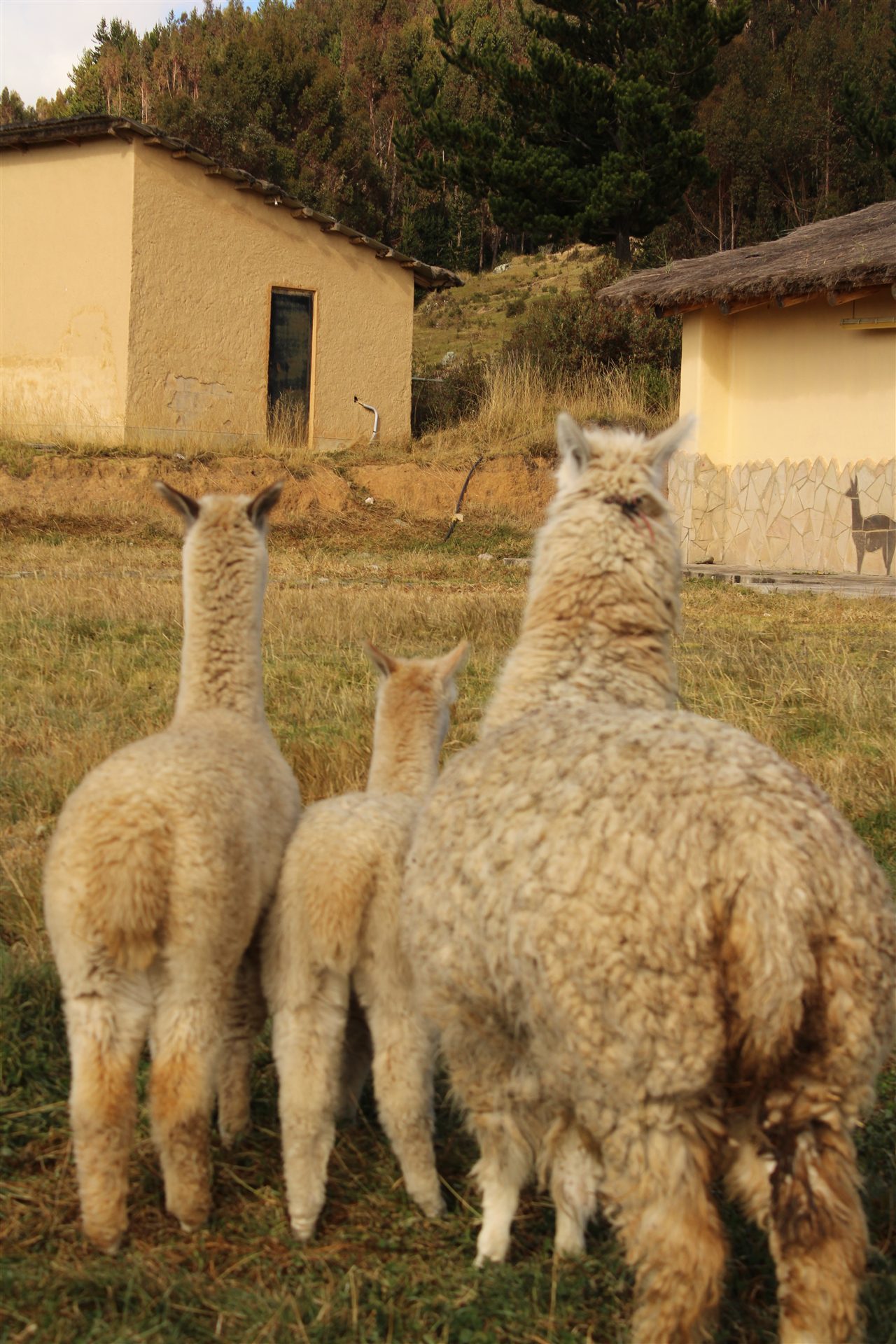 Three alpacas walking through the countryside