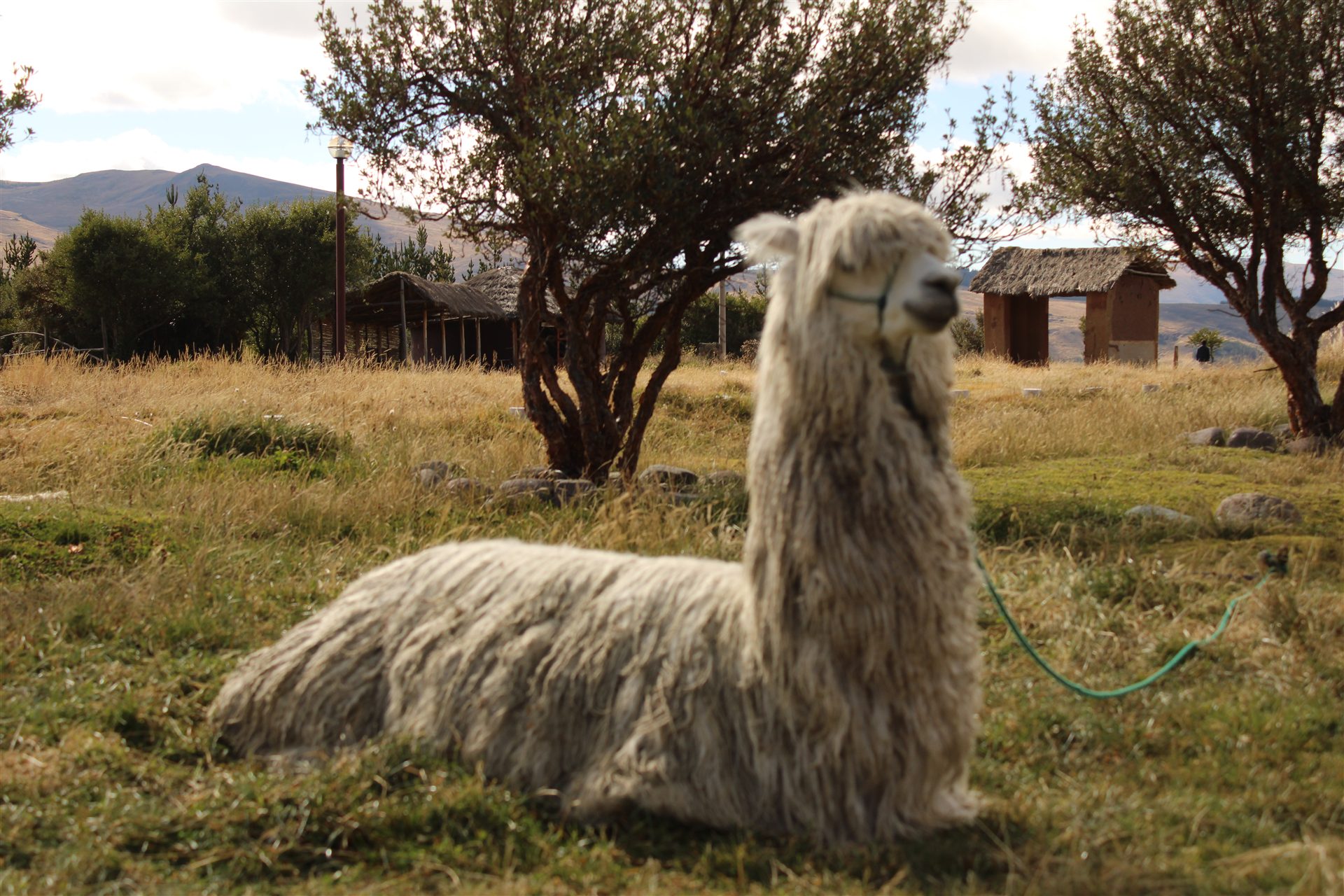 White alpaca resting beneath trees
