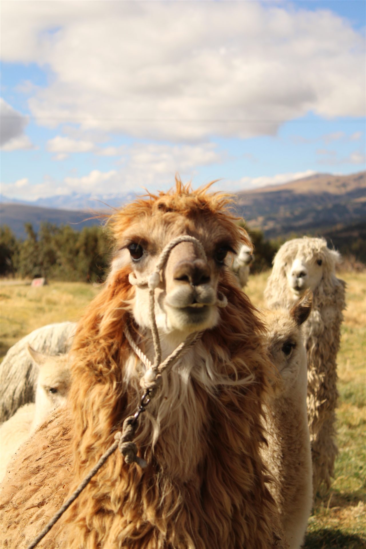 Close portrait of an alpaca with mountains behind it