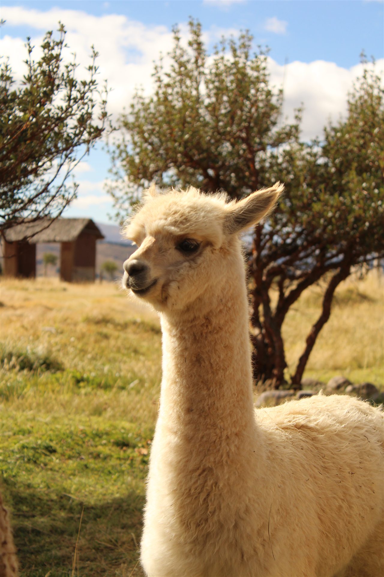 Portrait of a young white alpaca